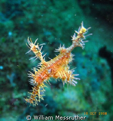Ornate Ghost Pipefish - Black Rock, Manado, Sea and Sea 1... by William Messruther 
